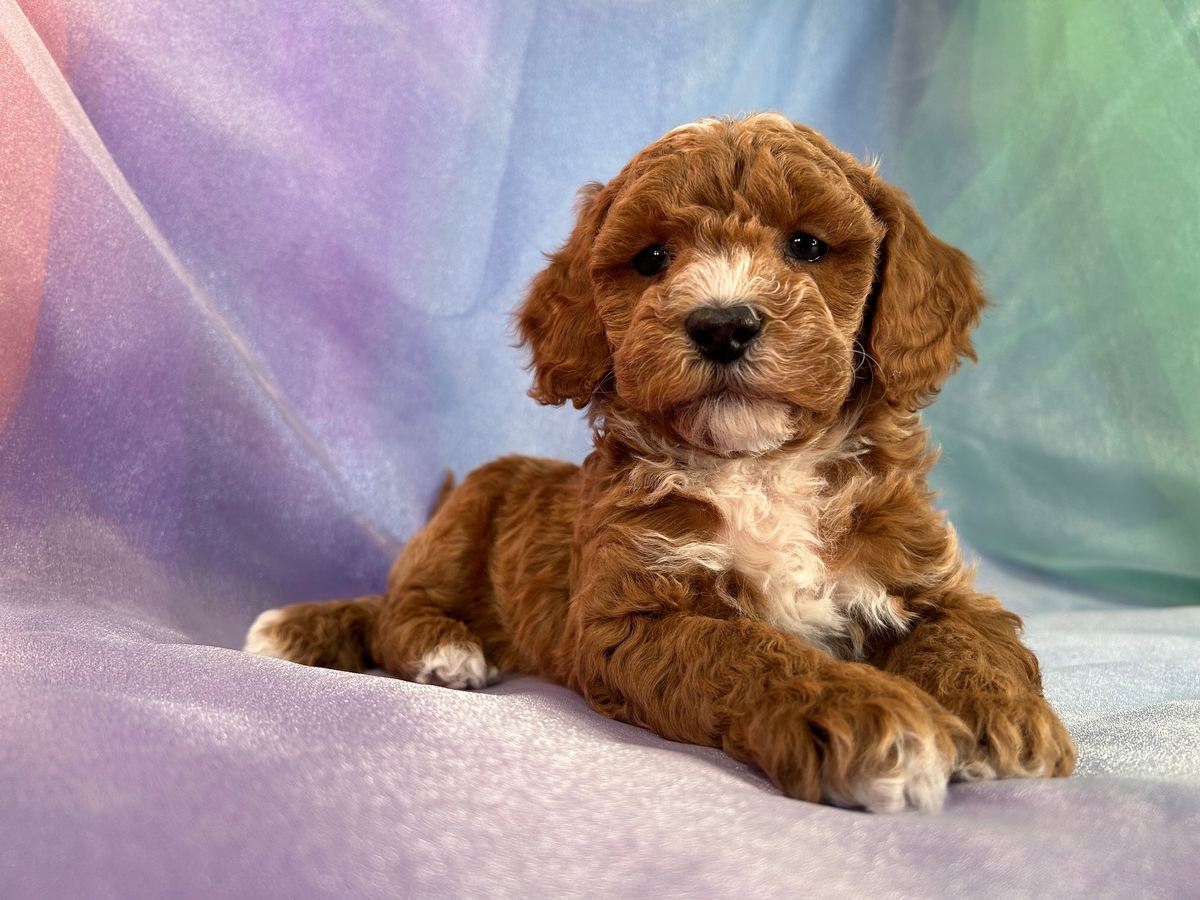 Dark Red Male Mini Goldendoodle Puppy for Sale $1800 DOB 12-18-21